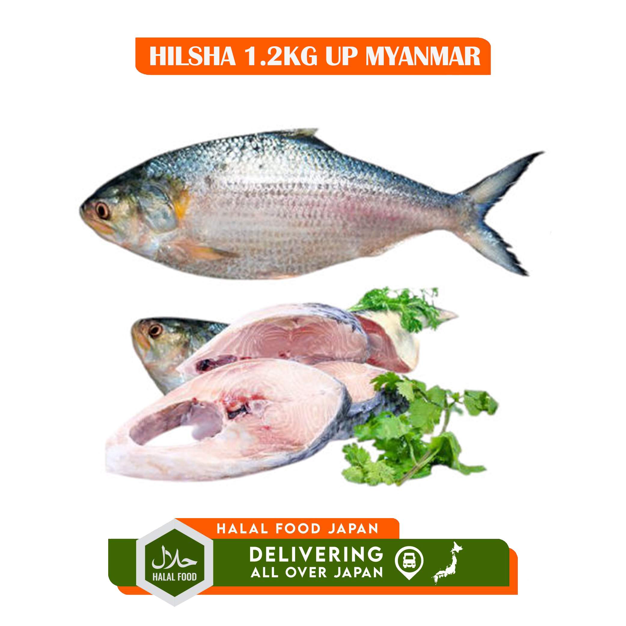 HILSHA 1.2KG UP MYANMAR